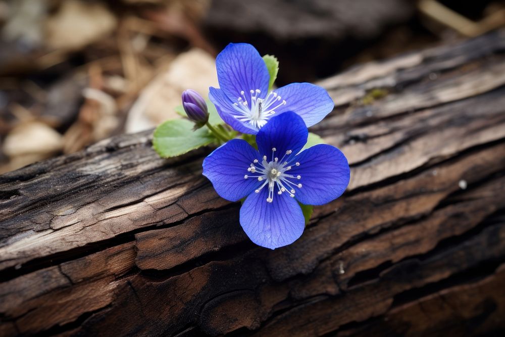 Blue flower of Spring blossom plant petal.