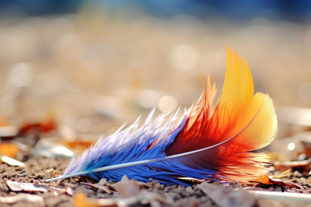 Outdoors feather nature animal.