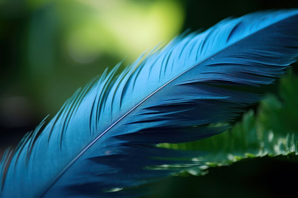 Feather nature plant leaf.