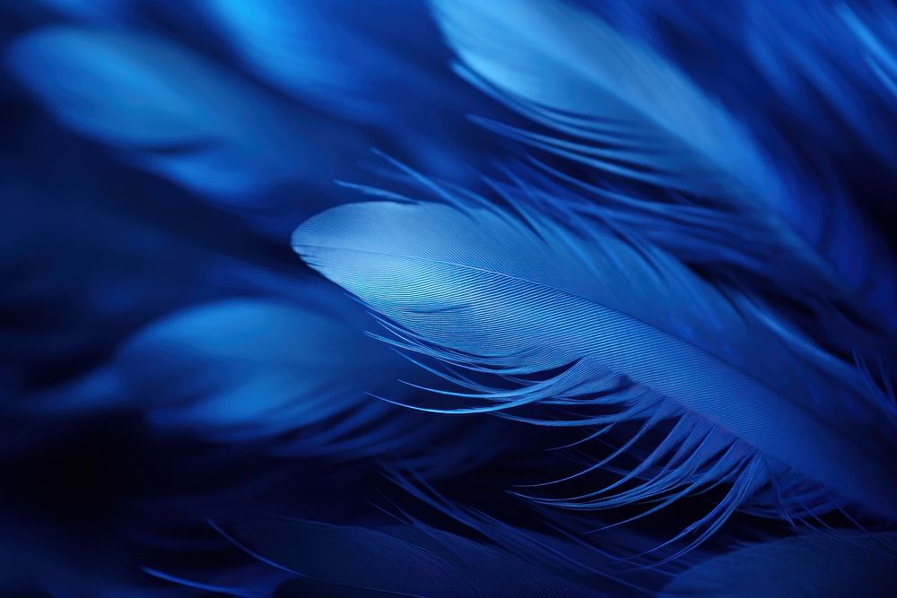 Blue feather backgrounds lightweight.