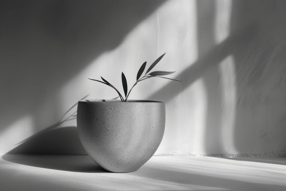 Plant pot houseplant monochrome.