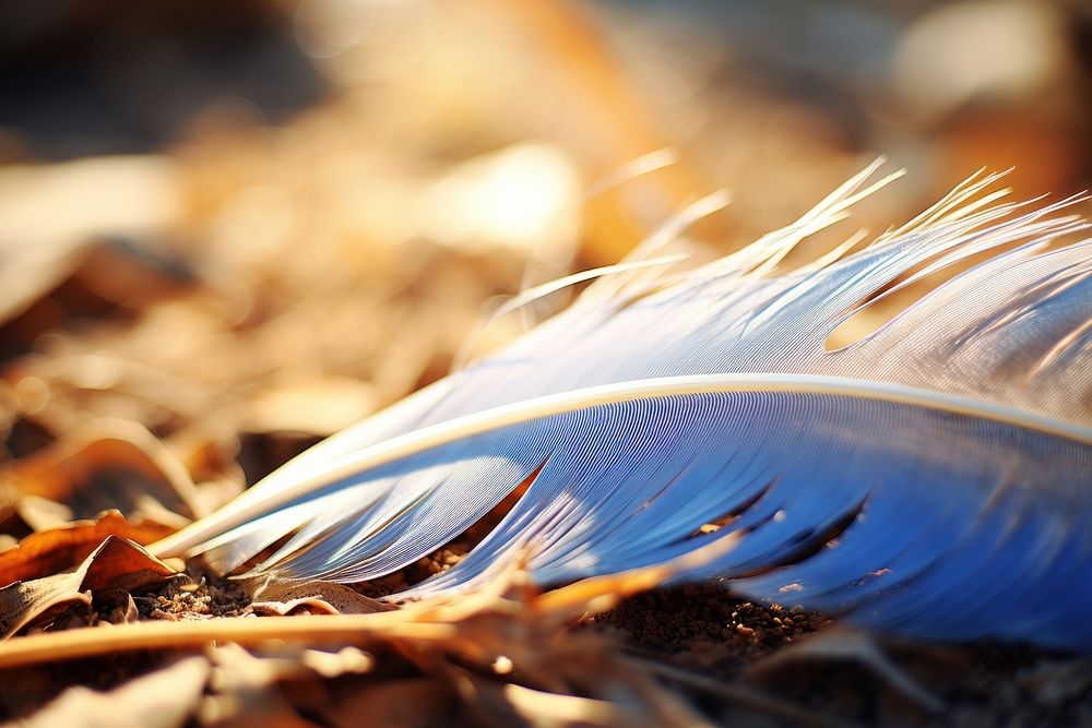 Outdoors feather nature plant.