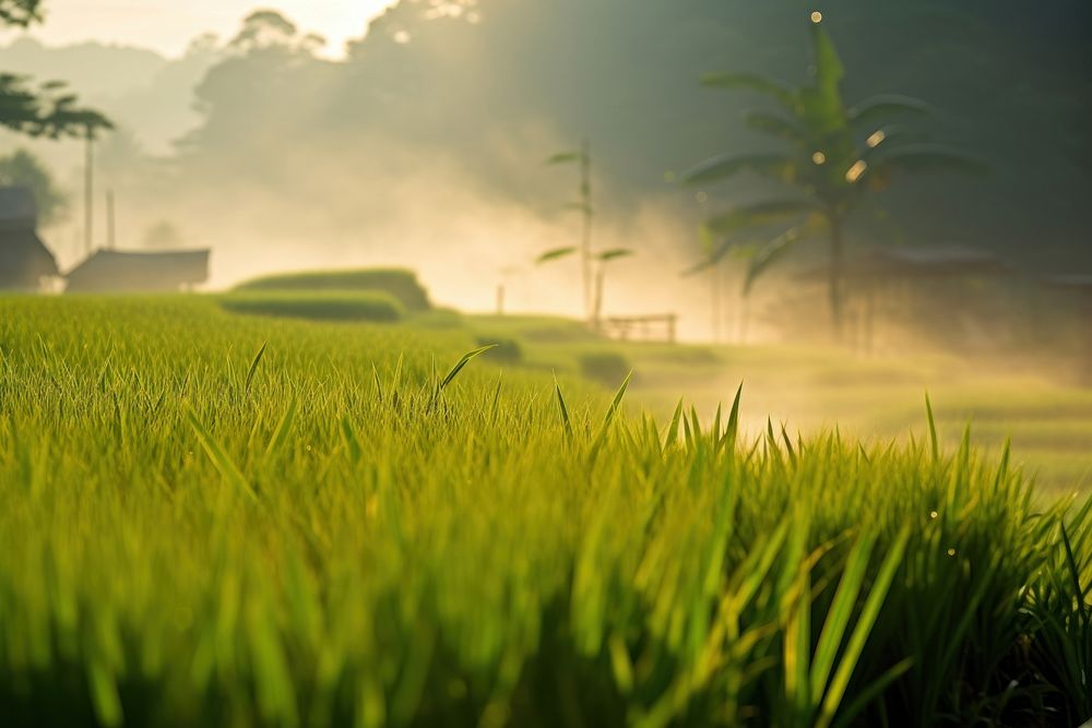 Rice field outdoors morning nature.