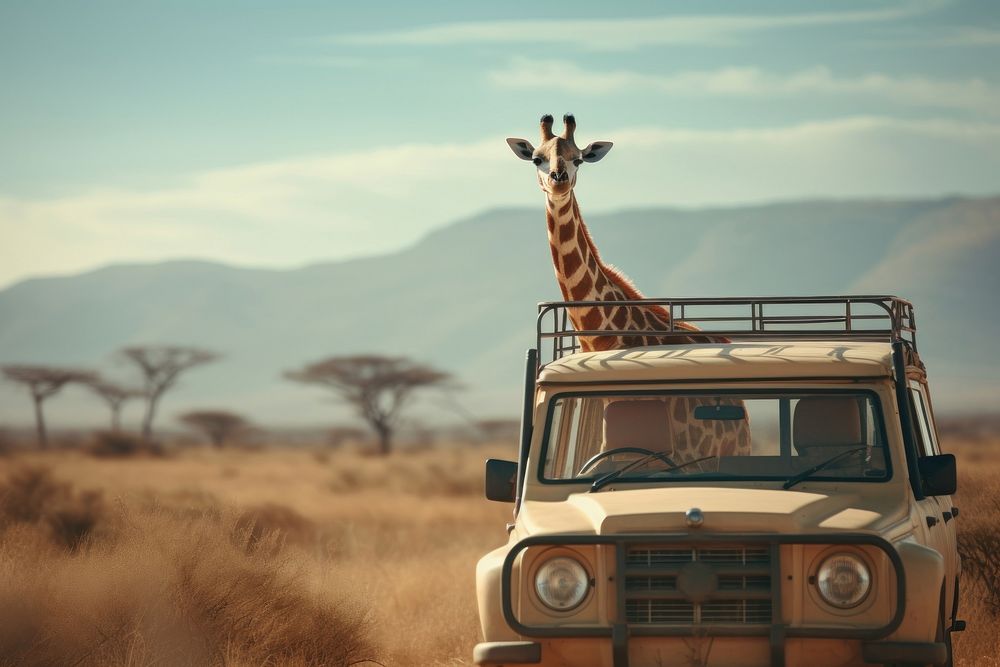 Giraffe safari car wildlife.