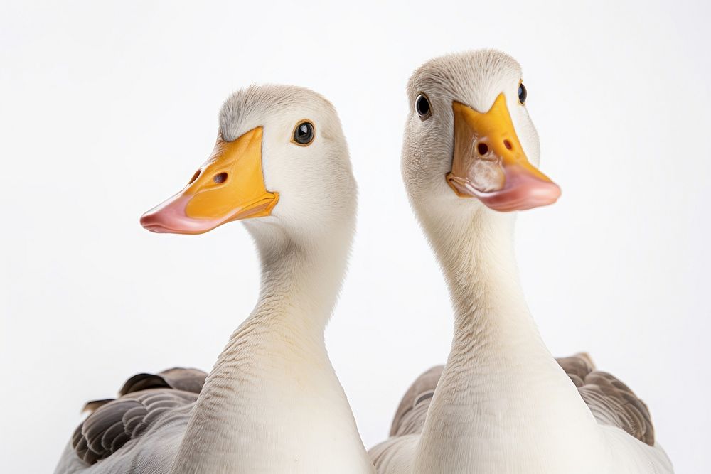 Funny goose and duck portrait animal bird.