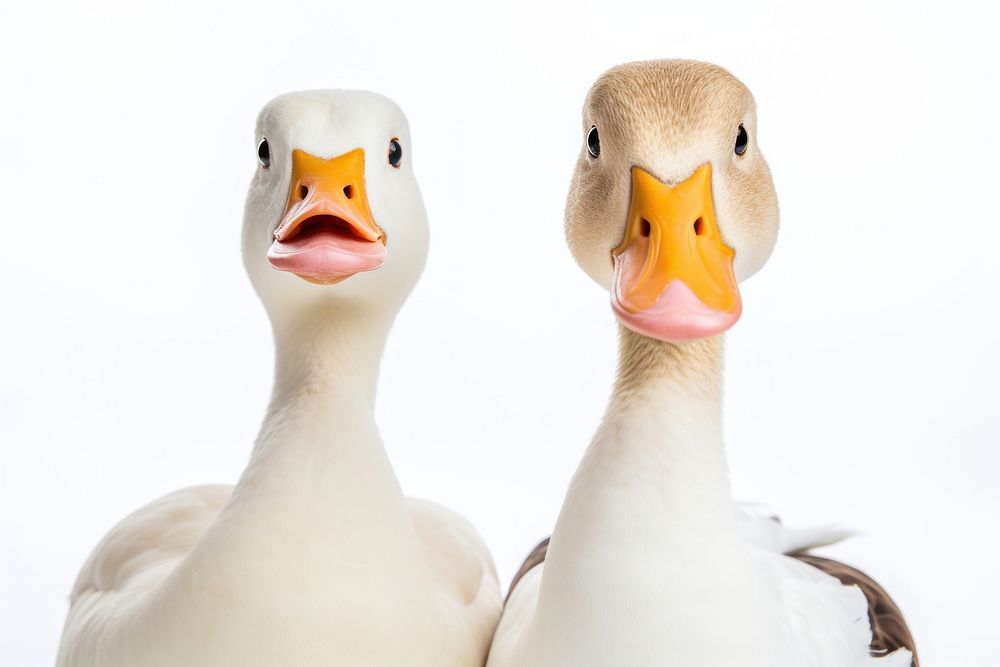 Funny goose and duck portrait animal white.