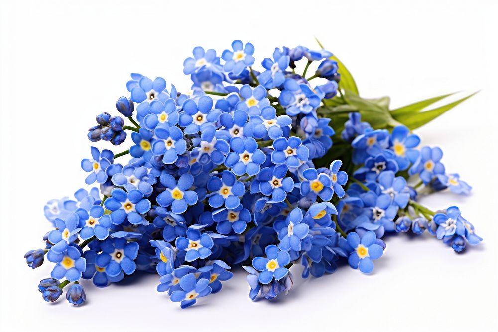Spring blue flowers blossom petal plant.