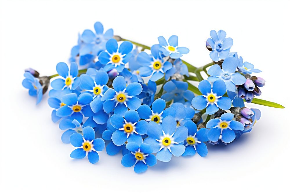 Spring blue flowers blossom plant white background.