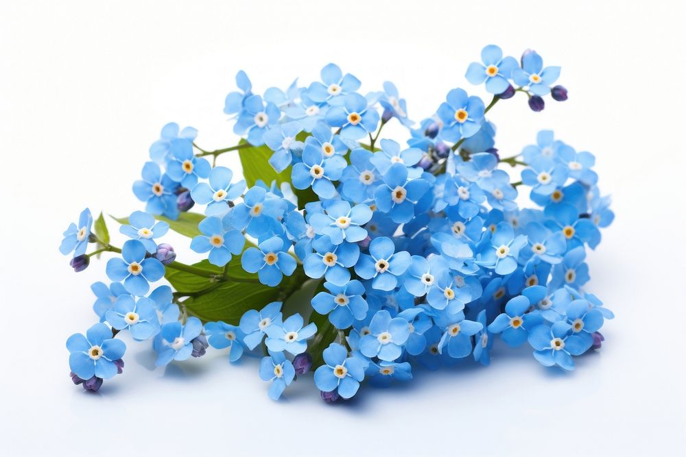 Spring blue flowers blossom plant lilac.