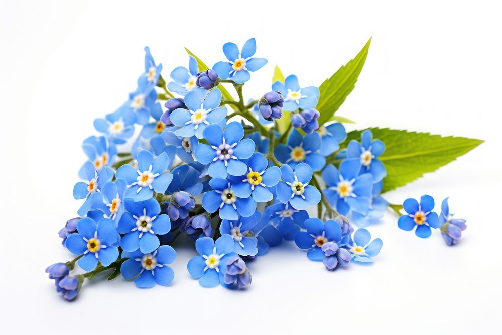 Spring blue flowers blossom plant petal.