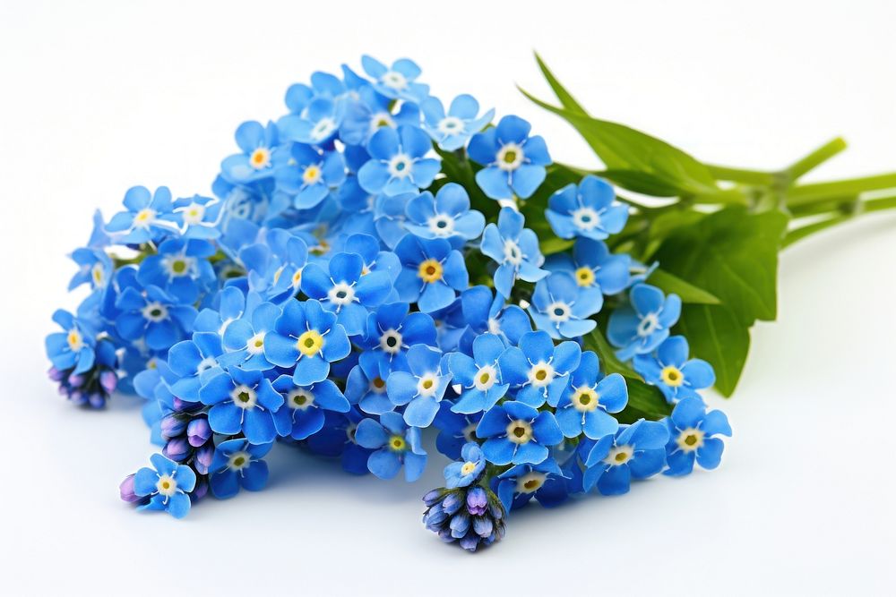 Spring blue flowers blossom plant white background.