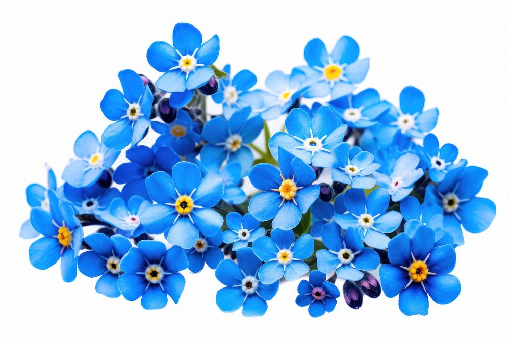 Spring blue flowers nature petal plant.