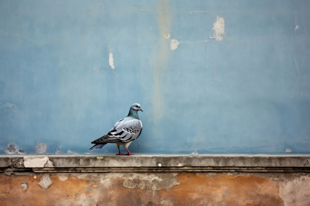 Pigeon with wall behind her animal bird architecture.