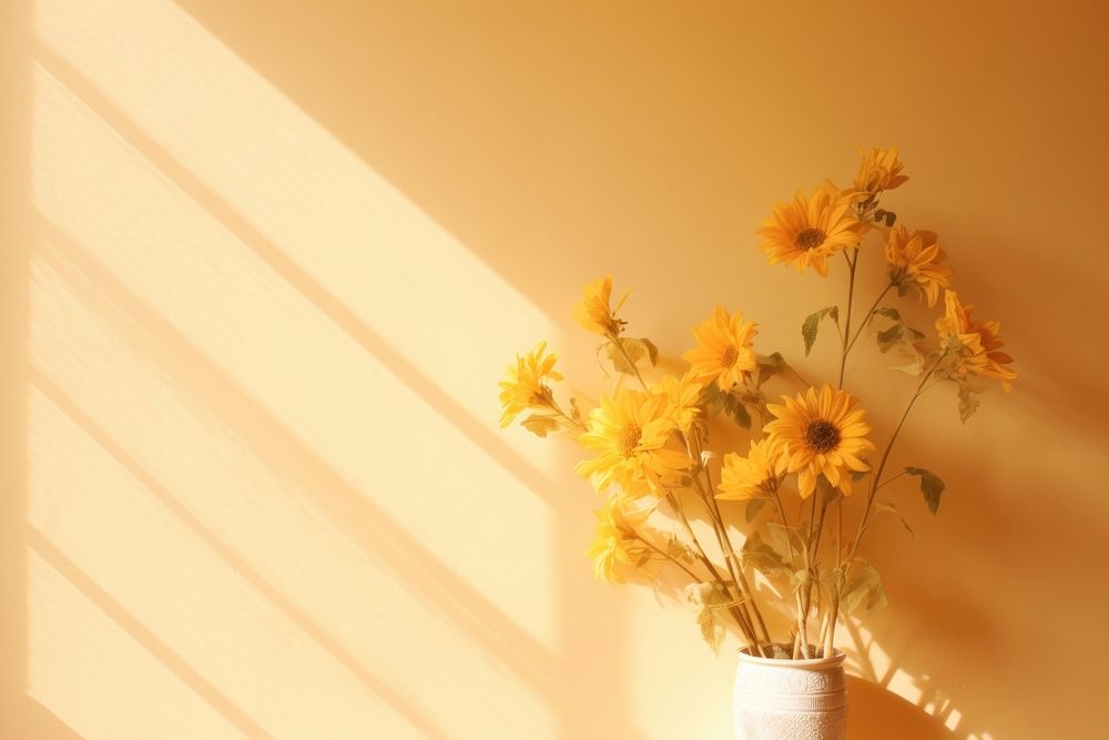 Sunflower indoors shadow window.
