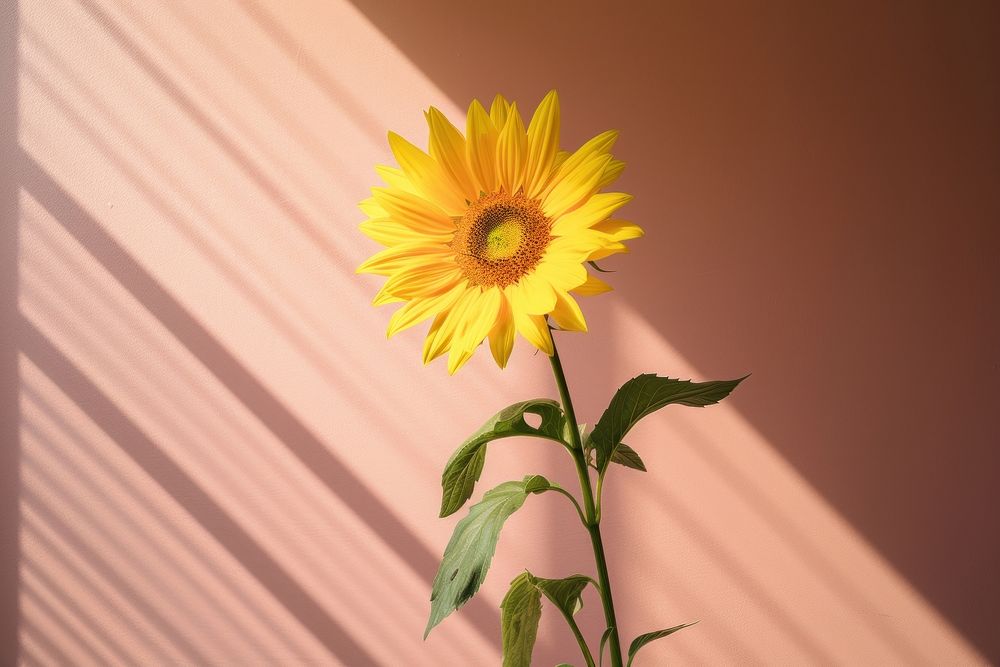Sunflower yellow shadow petal.
