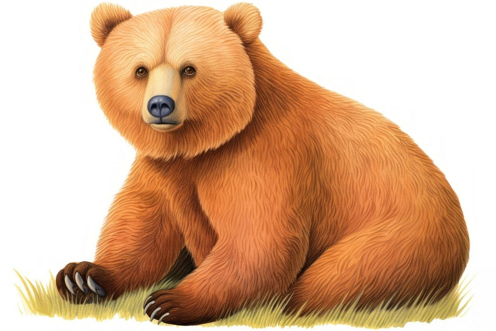 Bear bear wildlife mammal.