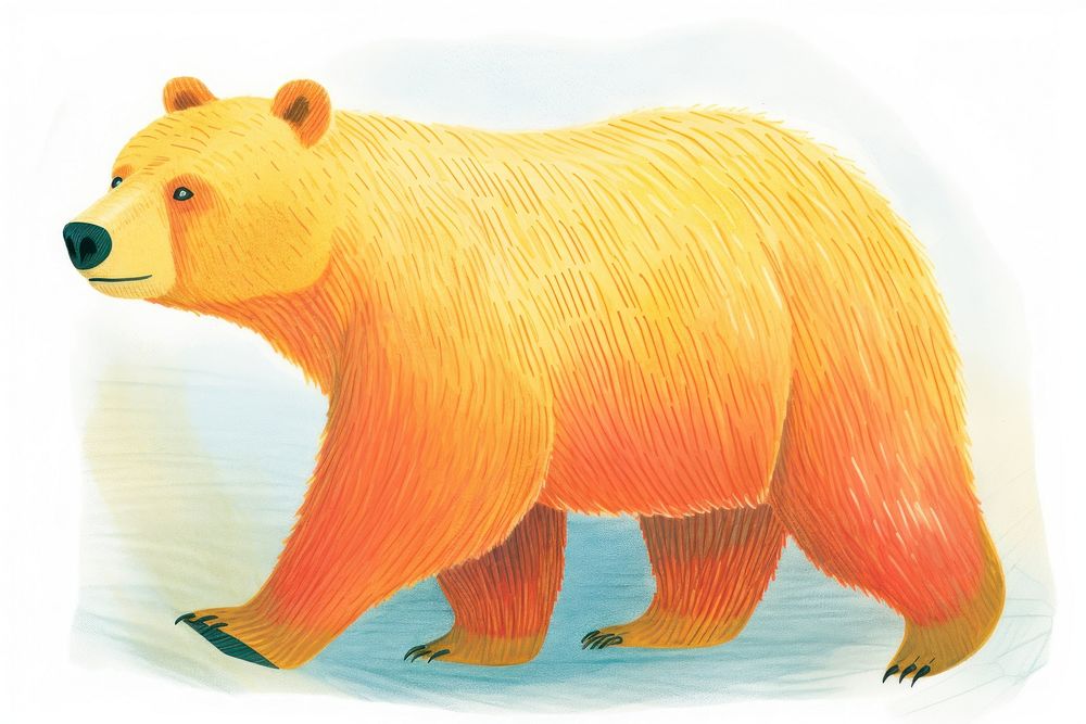 Bear bear drawing mammal.