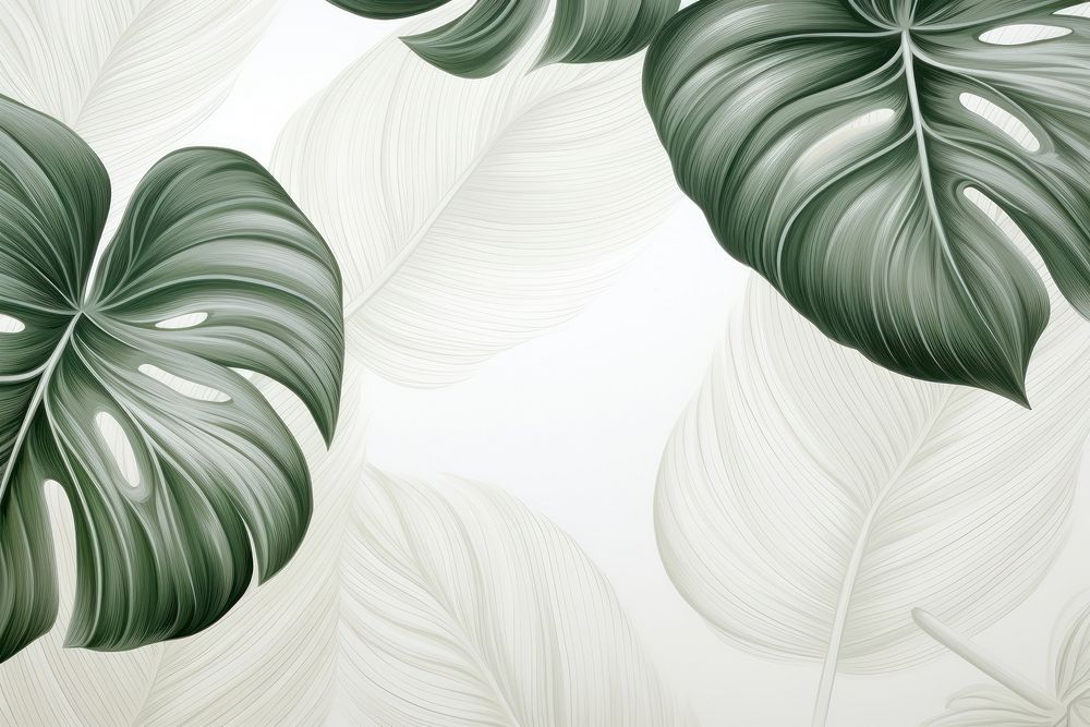 Tropical white background pattern leaf backgrounds.