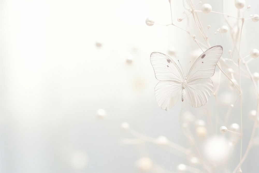 Butterfly bokeh effect white outdoors nature.