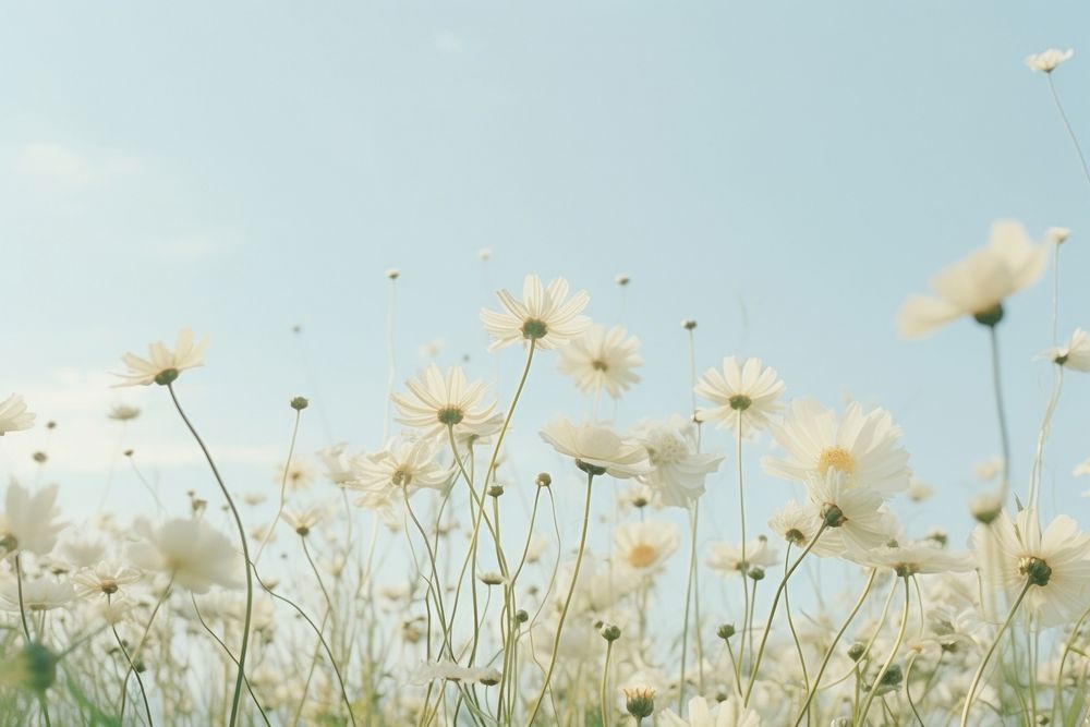 White Dreamy background flower field backgrounds.