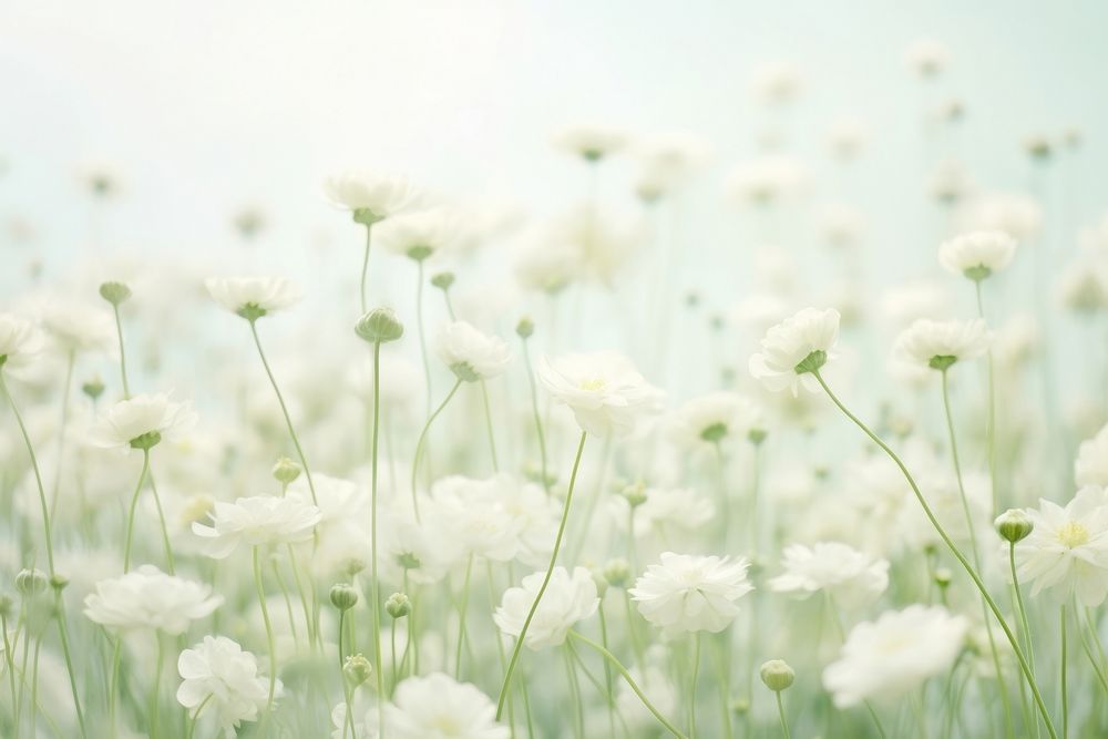 White Dreamy background flower backgrounds outdoors.