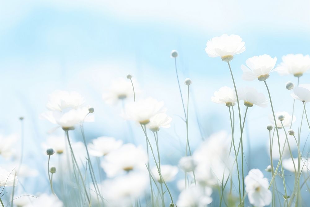 Dreamy background flower backgrounds outdoors.