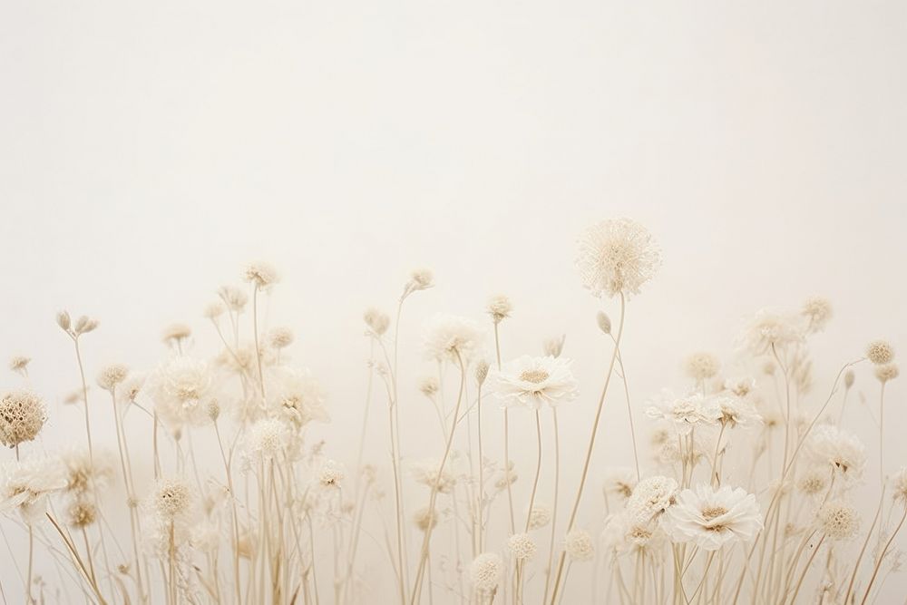 White Dreamy background flower backgrounds nature.