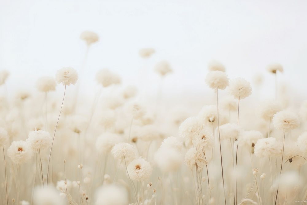White Dreamy background flower backgrounds dandelion.