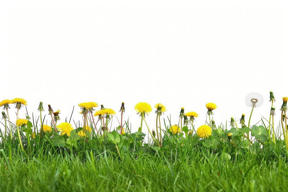 Grass meadow dandelion backgrounds grassland.