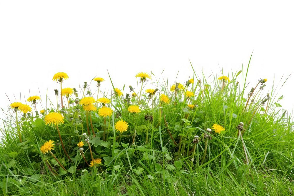 Grass meadow hill grassland dandelion outdoors.