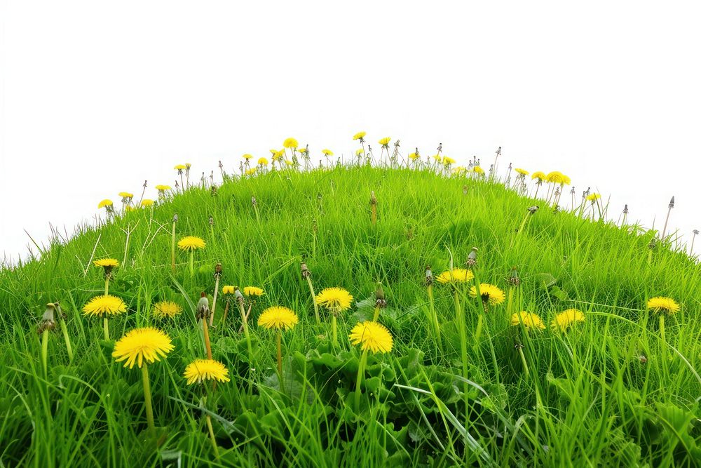 Grass meadow hill grassland dandelion outdoors.