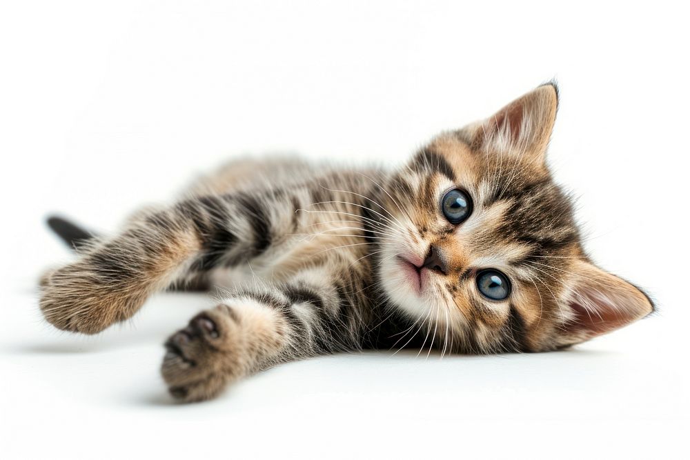 Kitten animal mammal pet.