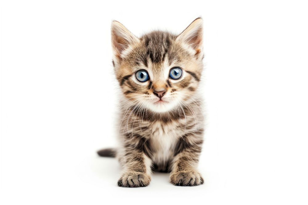 Kitten animal mammal pet.