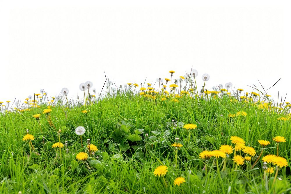Grass meadow hill dandelion grassland outdoors.