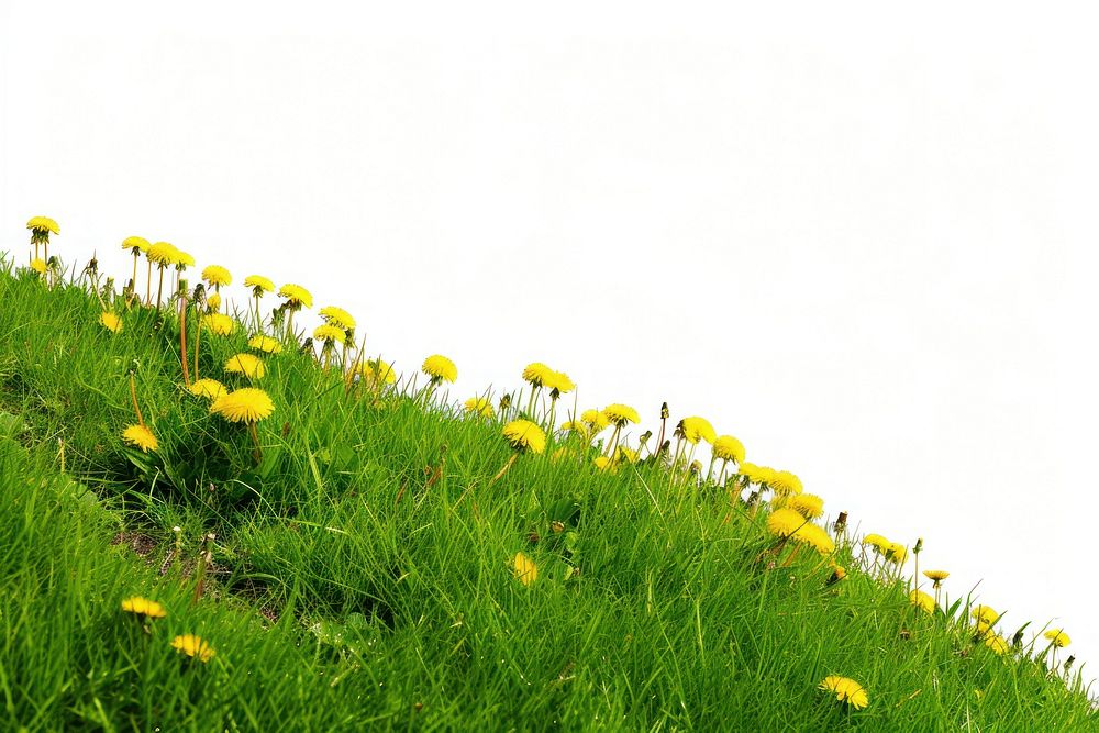Grass meadow hill dandelion grassland outdoors.