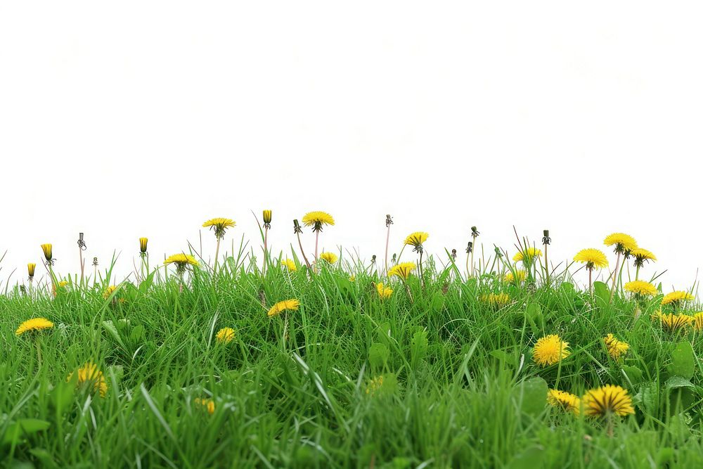 Grass meadow hill backgrounds grassland dandelion.