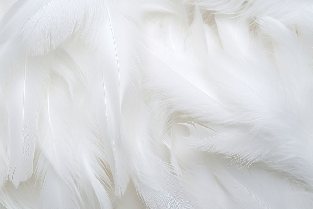 Abstract white feathers background backgrounds bird lightweight.