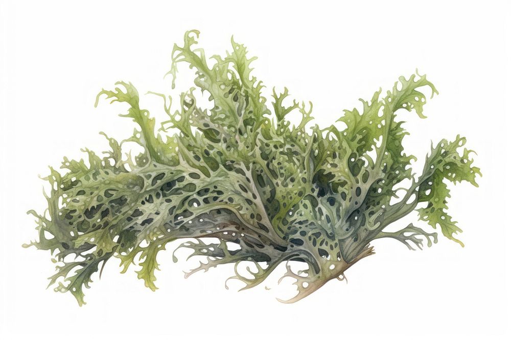 Seaweed vegetable plant kale.