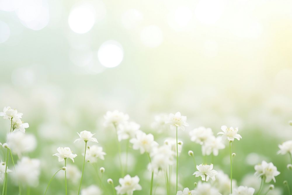 White Dreamy background flower green backgrounds.