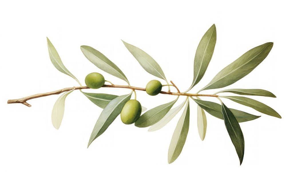 Botanical illustration of an olive leaf plant tree food.