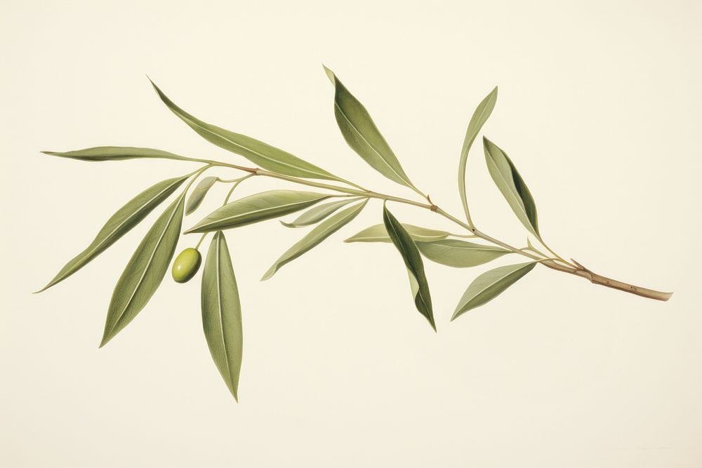 Botanical illustration of an olive leaf plant herbs tree.