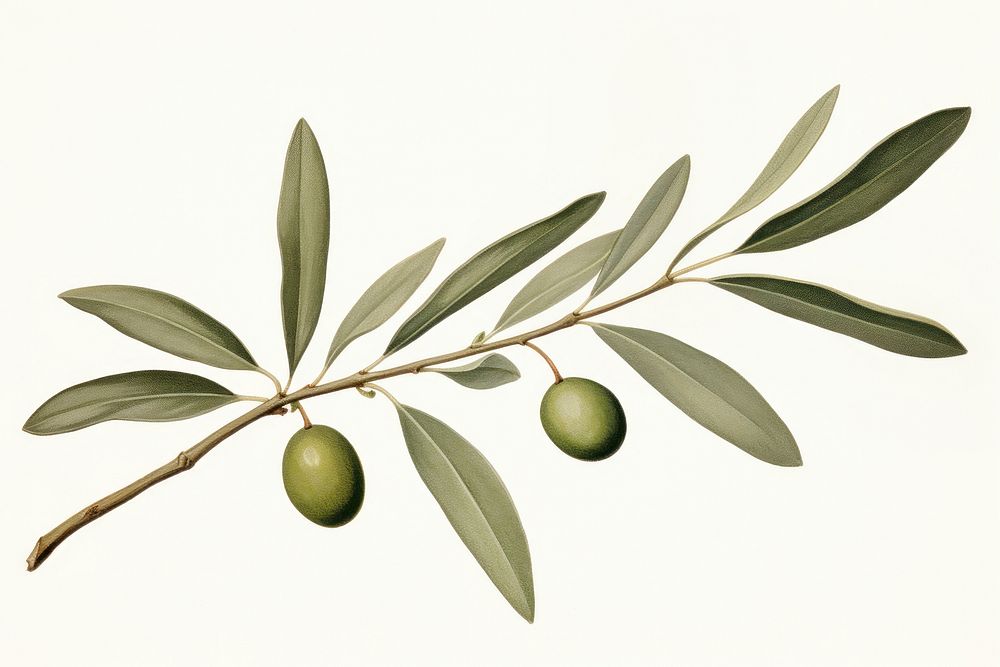 Botanical illustration of an olive leaf plant tree annonaceae.