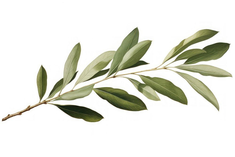 Botanical illustration of an olive leaf plant herbs annonaceae.