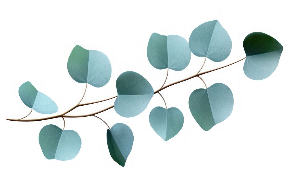 Botanical illustration Eucalyptus leaves plant leaf appliance.