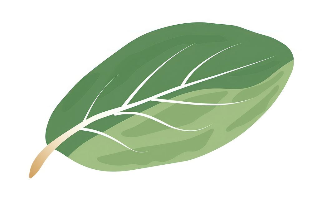 An olive leaf plant white background vegetable.