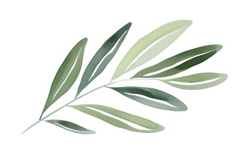 An olive leaf plant white background accessories.