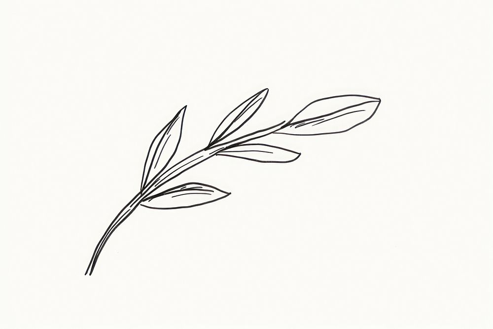 An olive leaf pattern drawing sketch.