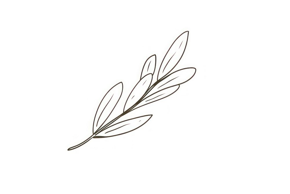 An olive leaf drawing sketch plant.