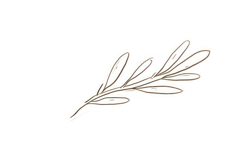 An olive leaf plant line art.