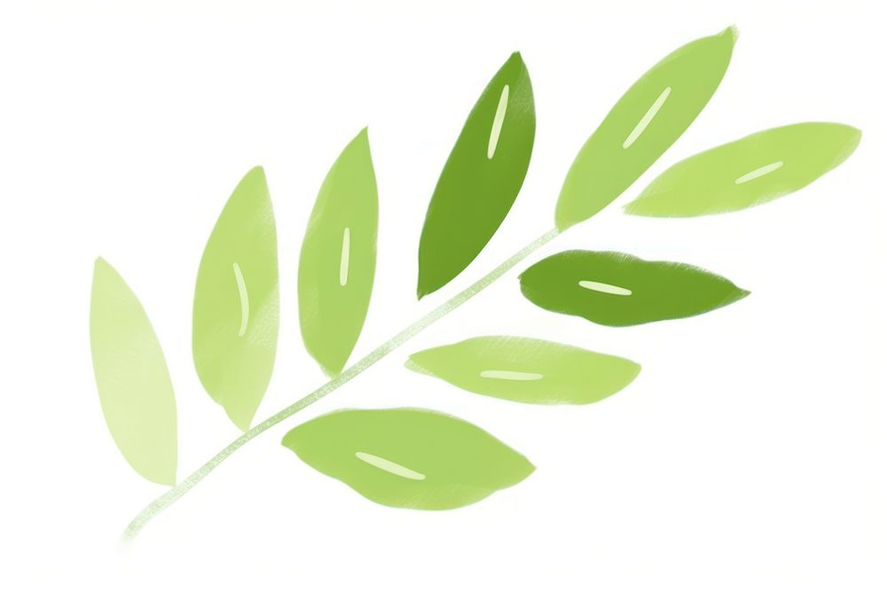 Olive leaf plant white background astragalus.